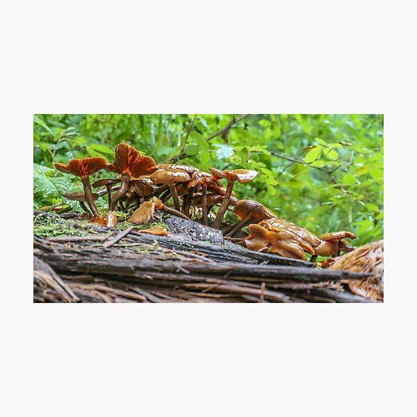 Fungi Photographic Print