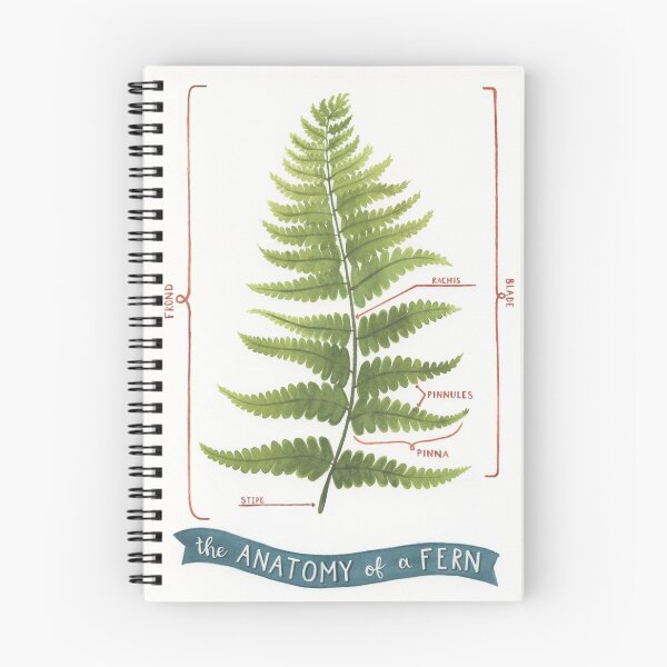 Item preview, The Anatomy of a Fern designed and sold by mirabyler.