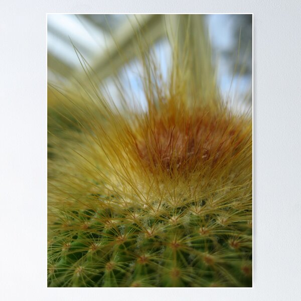 Artikelvorschau, Hairy Cactus entworfen und verkauft von Orla Cahill Photography.