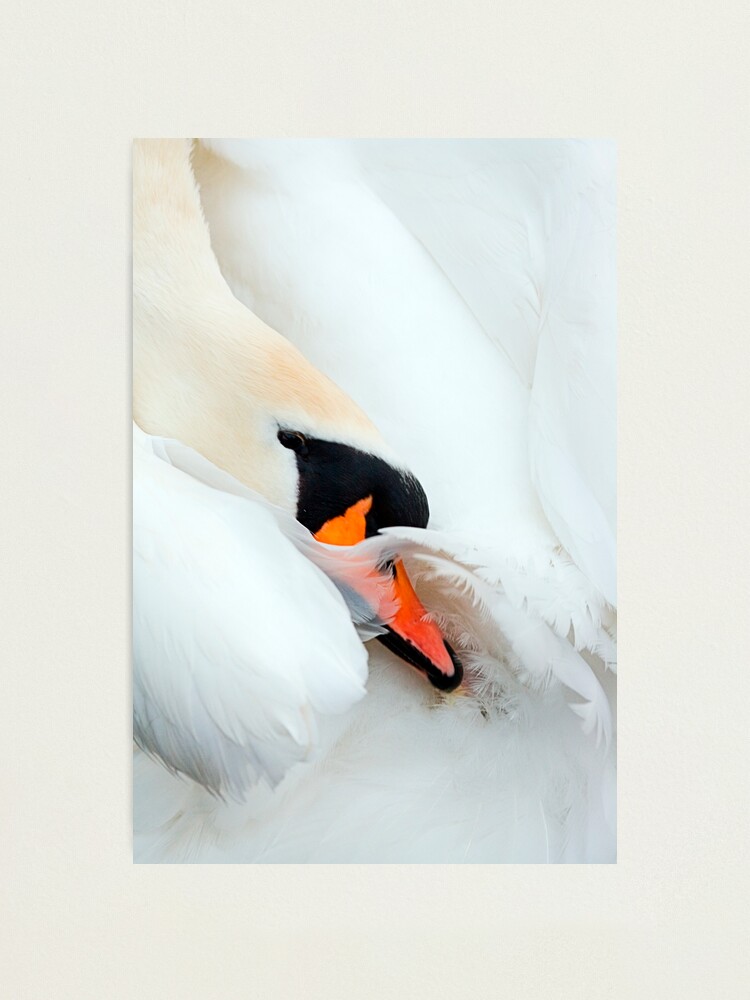 Alternate view of Preening Swan Photographic Print