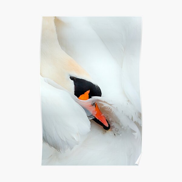 Preening Swan Poster