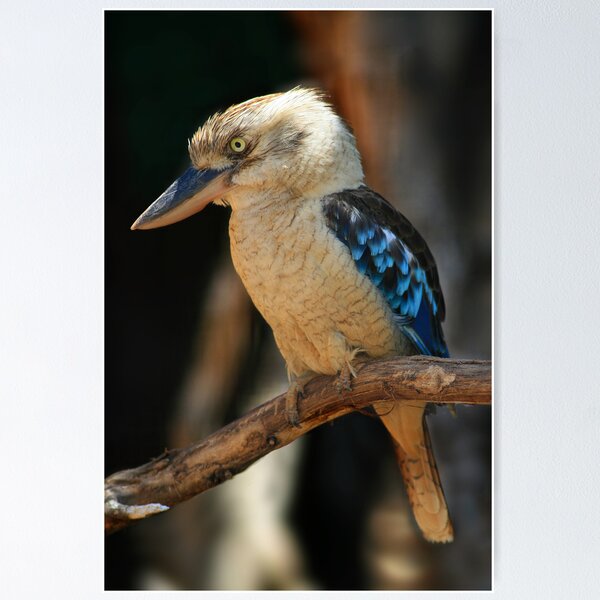 Item preview, Blue Kookaburra designed and sold by Stuart Robertson Reynolds.