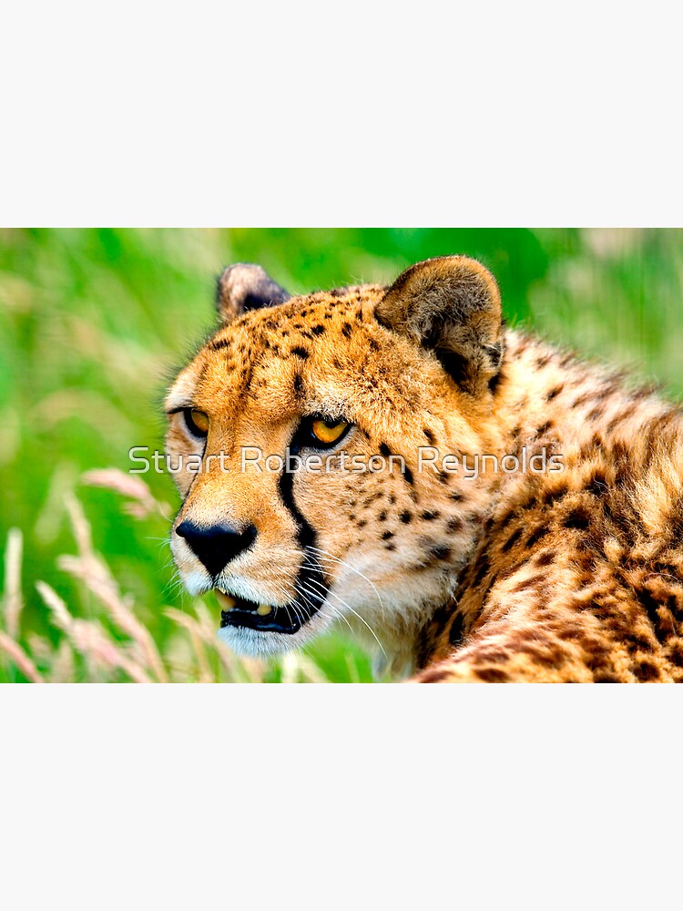 Cheetah by Sparky2000