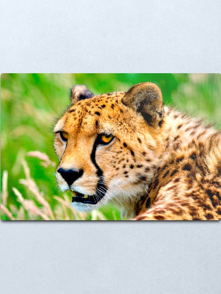 Alternate view of Cheetah Metal Print