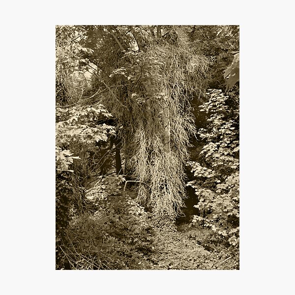 Artikelvorschau, Life and Death In The Forest--Sepia entworfen und verkauft von Jess Mo.