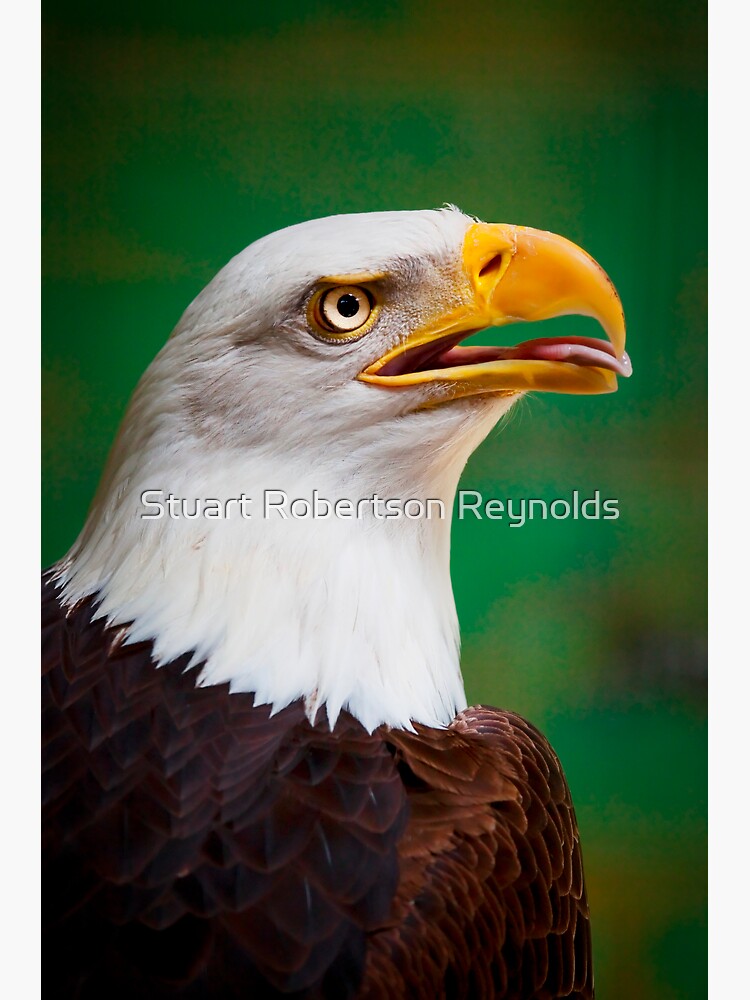 Bald Eagle by Sparky2000