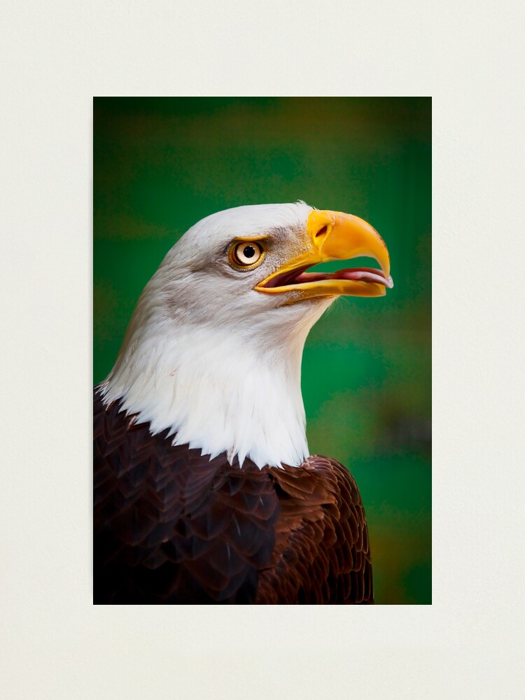 Alternate view of Bald Eagle Photographic Print