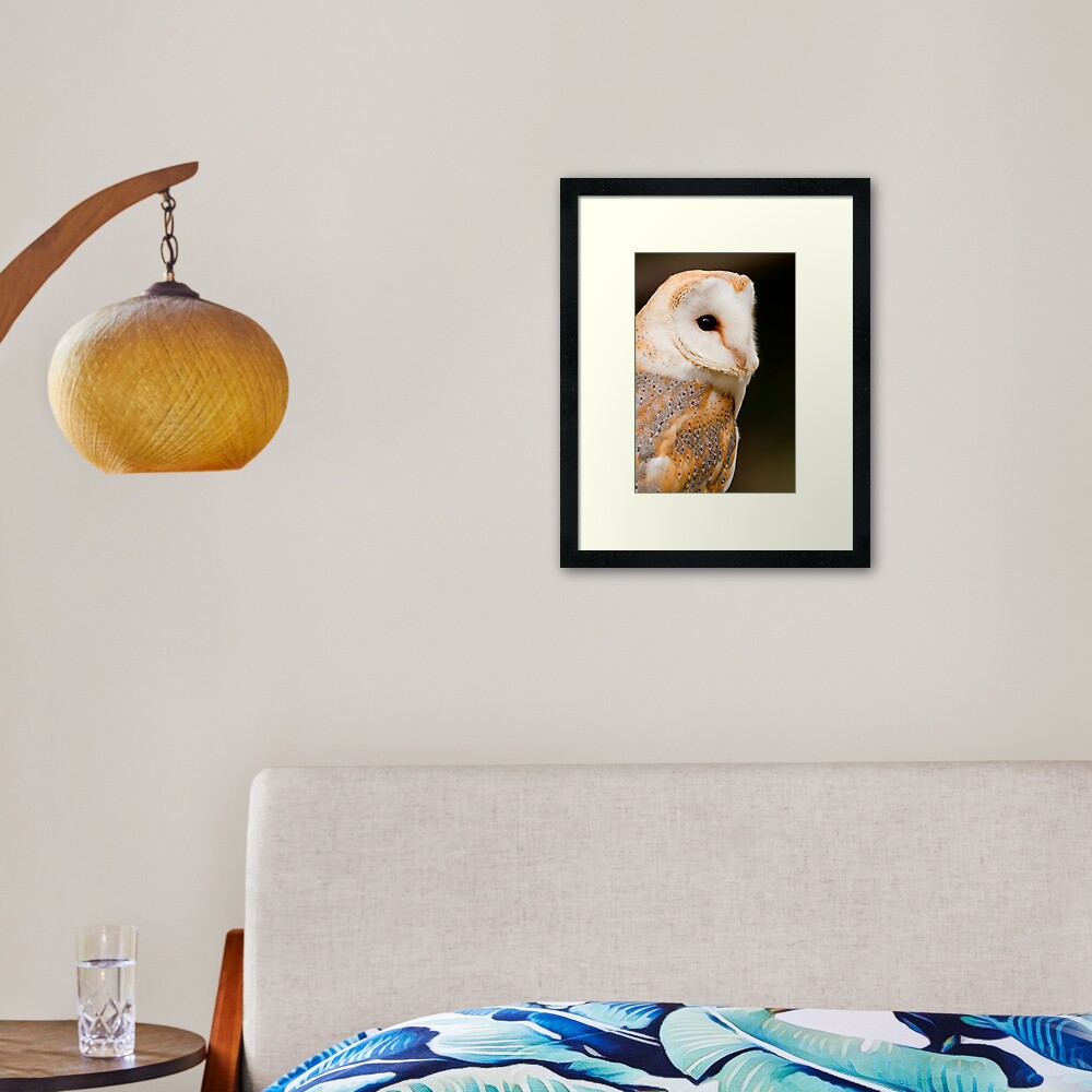 Barn Owl Framed Art Print