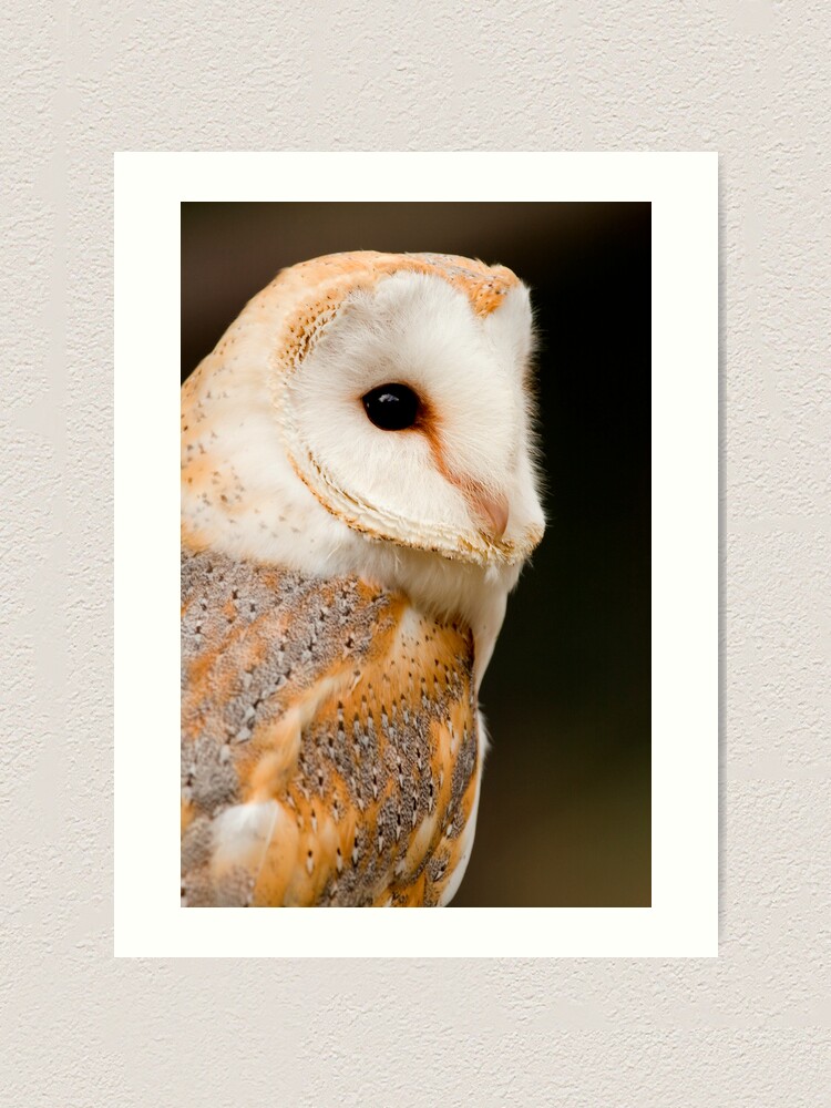 Alternate view of Barn Owl Art Print