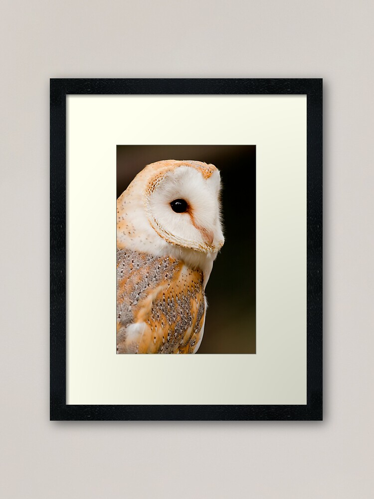 Alternate view of Barn Owl Framed Art Print