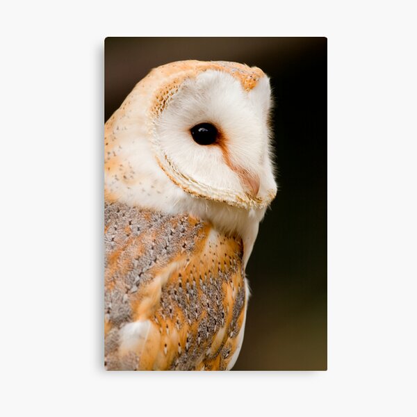Barn Owl Canvas Print