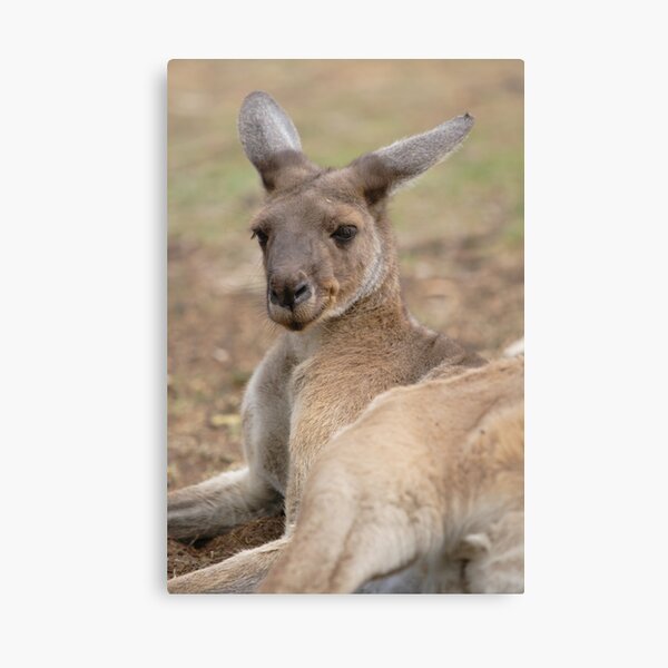 Smiler Canvas Print