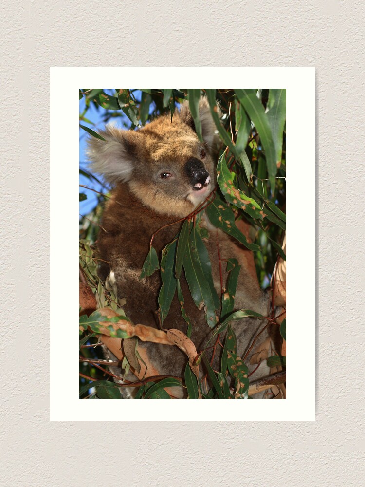 Alternate view of Koala Art Print