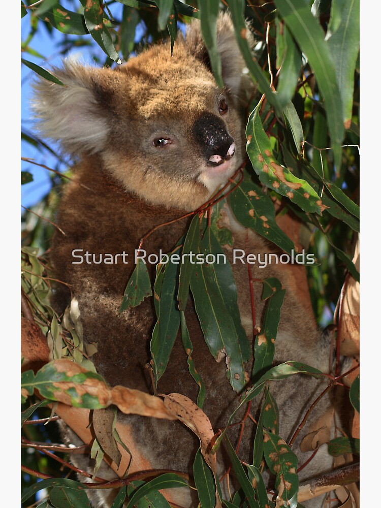 Koala by Sparky2000
