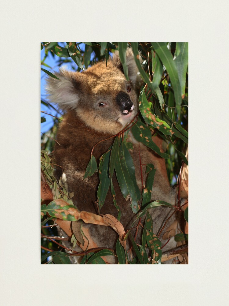 Alternate view of Koala Photographic Print