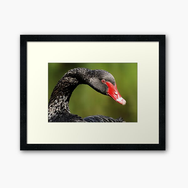 Black Swan Framed Art Print