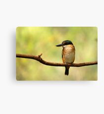 Sacred Kingfisher Canvas Print