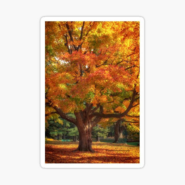 Item preview, Autumn Colours 2 - MacKenzie-King Estate designed and sold by Yannik Hay.