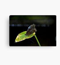 Blue Morpho, Morpho Peleides Canvas Print