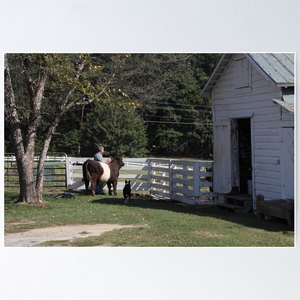 Item preview, Sprucing Up The Belted Cow designed and sold by Jonathan  Green.