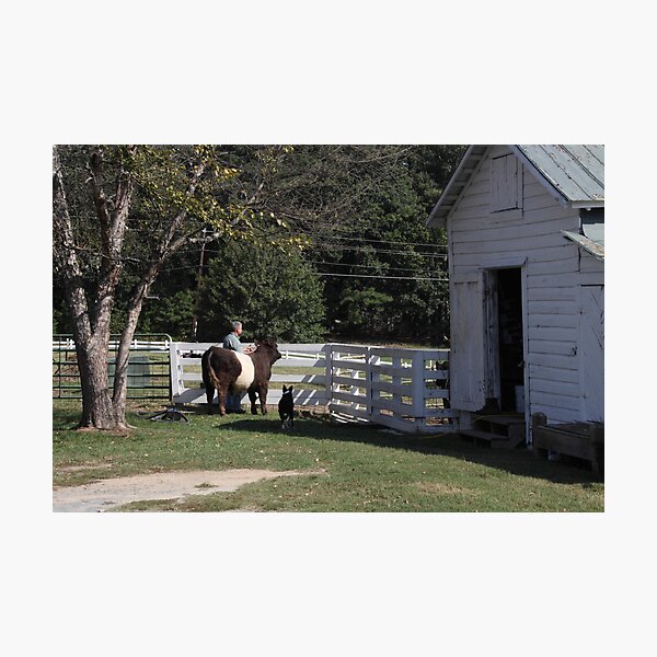 Item preview, Sprucing Up The Belted Cow designed and sold by Jonathan  Green.