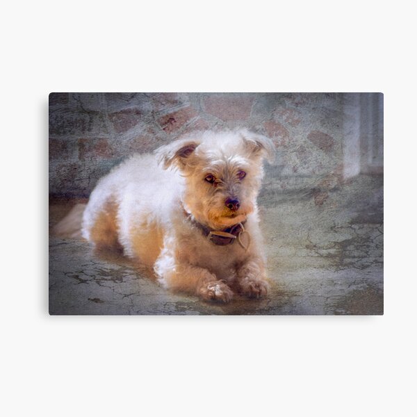 A Dear Little Dog Called Oscar Metal Print