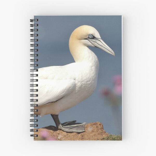 Item preview, Posing Gannet on Bempton Cliffs, Yorkshire designed and sold by ElliottDay.