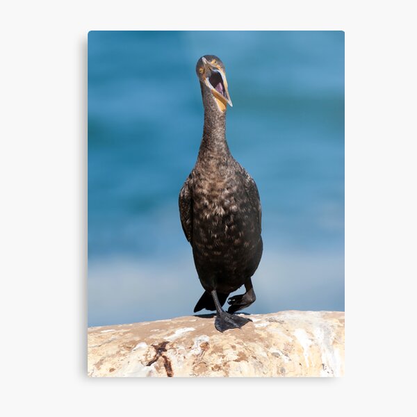 Sozzled Metal Print