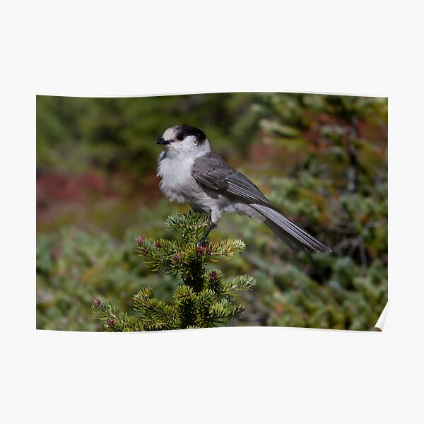 Gray Jay Poster