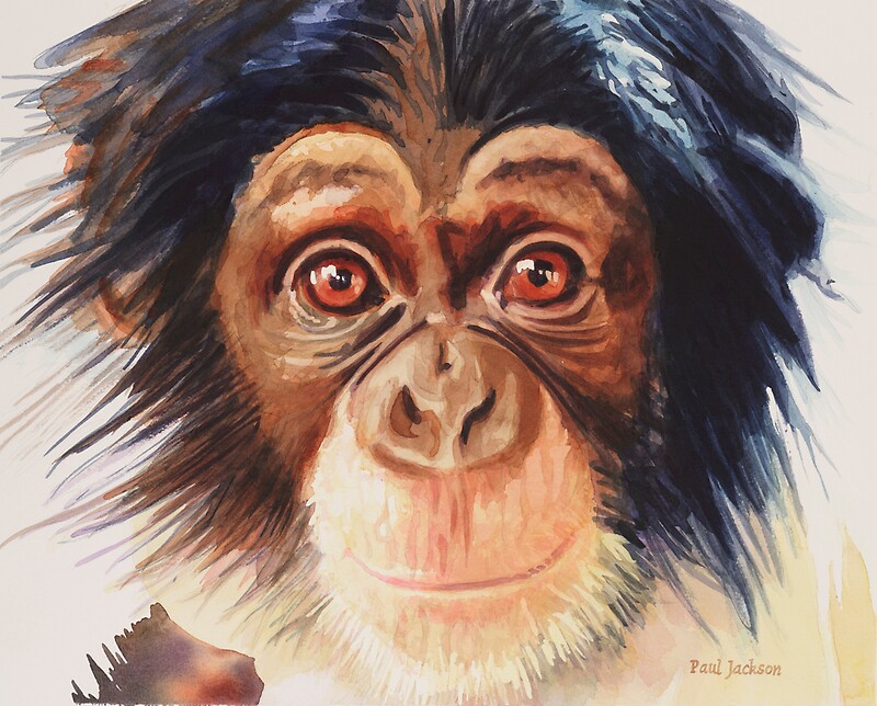 ""Chimpanzee" Watercolor" by Paul Jackson Redbubble