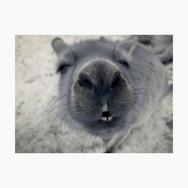 WHAT AM I? Photographic Print