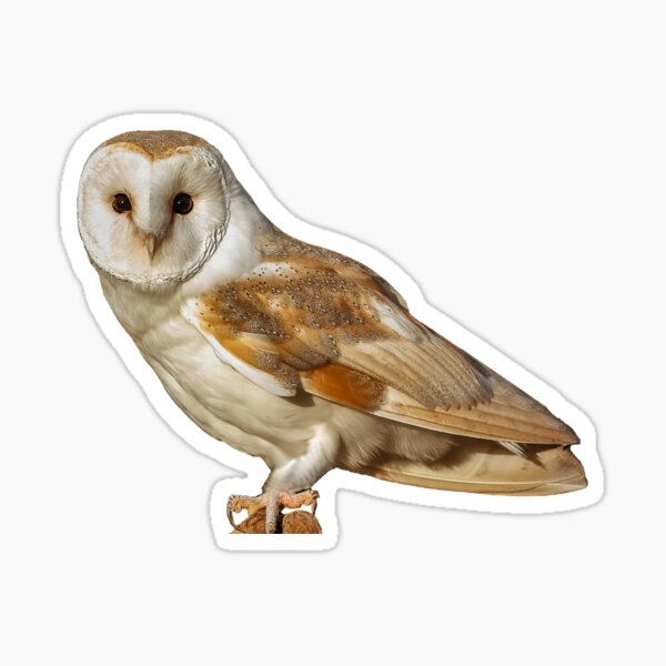Item preview, English Barn Owl designed and sold by OwlOccasions.