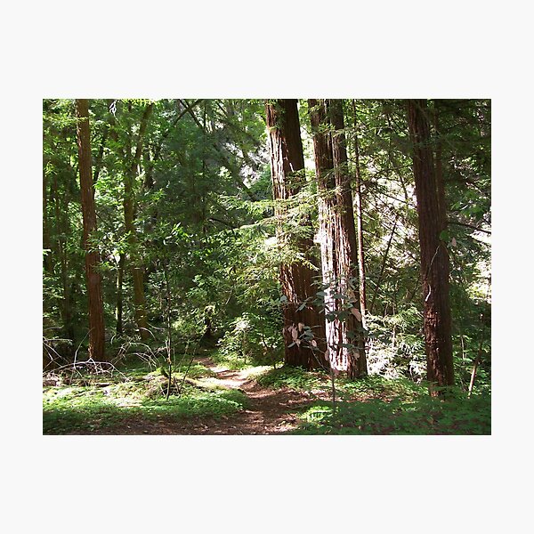 Item preview, Redwood Path designed and sold by MRMiller96.
