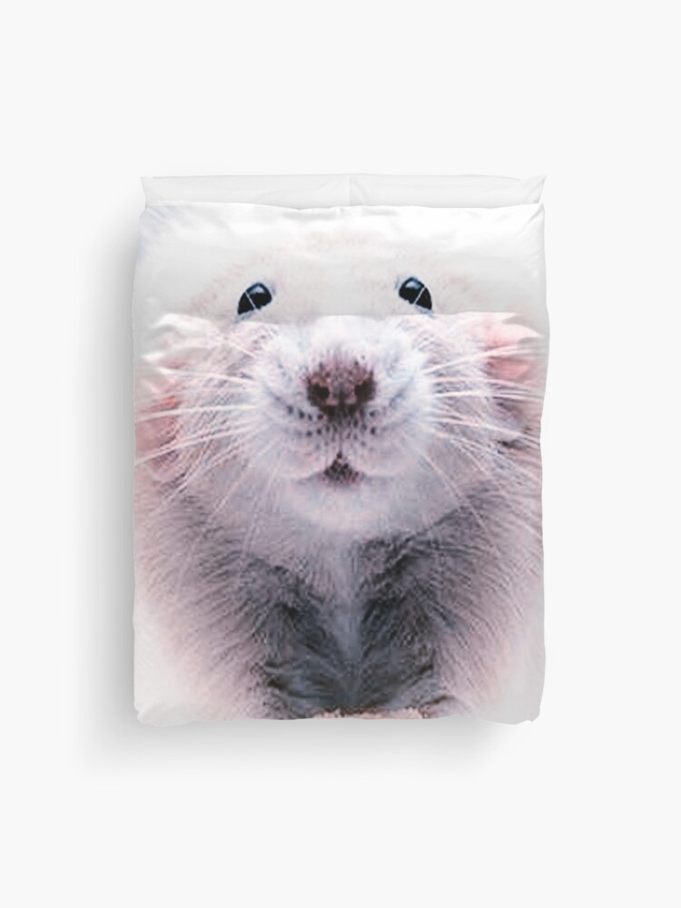 rats dumbo gris pour animaux de compagnie