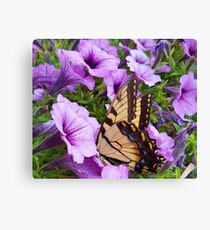 Eastern Tiger Swallowtail Butterfly Canvas Print