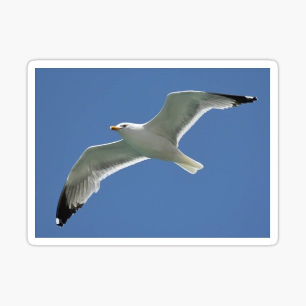 Seagull Sticker