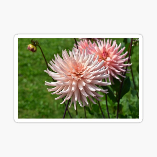 Real Beautiful Flowers outside Sticker