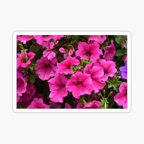 Real Beautiful Flowers outside Sticker