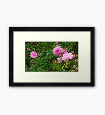 Light Pink Roses -Queen Mary's Garden Framed Print