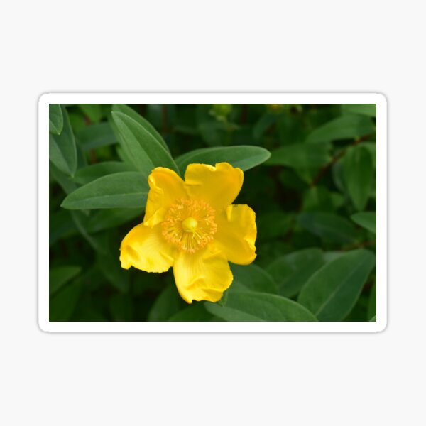 Real Beautiful Flowers outside Sticker