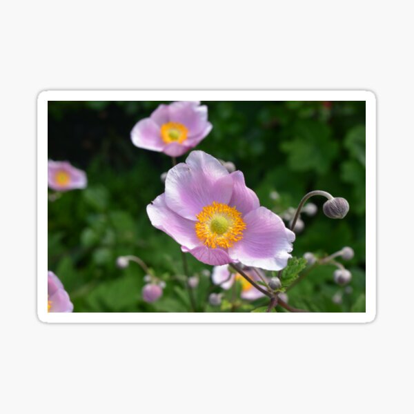 Real Beautiful Flowers outside Sticker