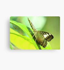 Sunny Side of the Street Canvas Print