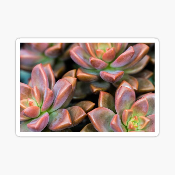 Succulents Red and Green Plant Sticker
