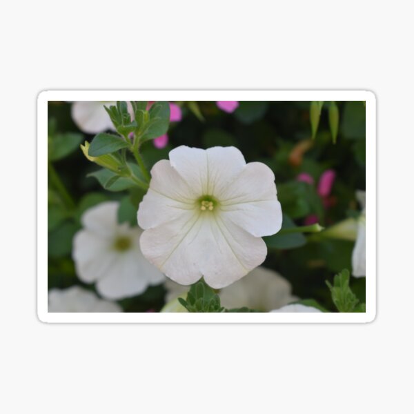 Real Beautiful Flowers outside Sticker