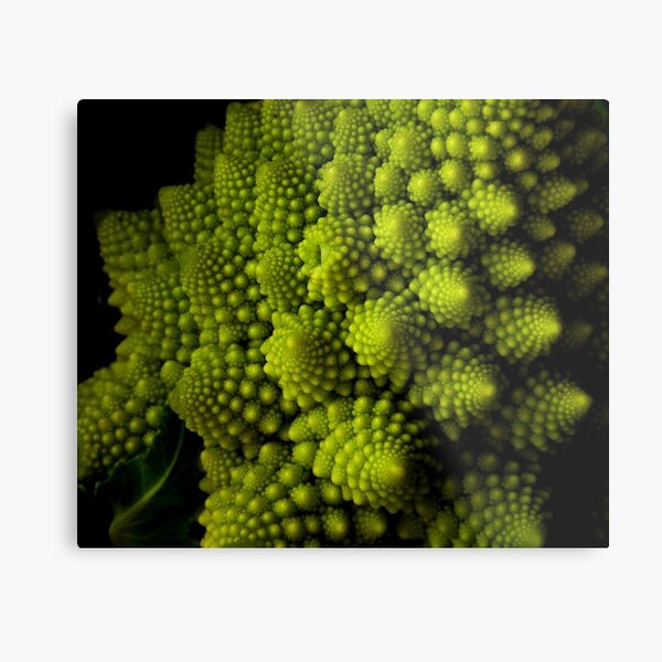 Romanesco Broccoli Metal Print