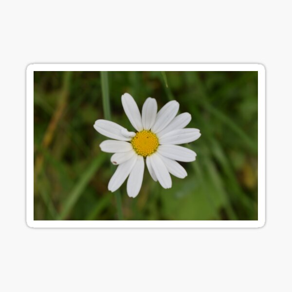 Real Beautiful Flowers outside Sticker