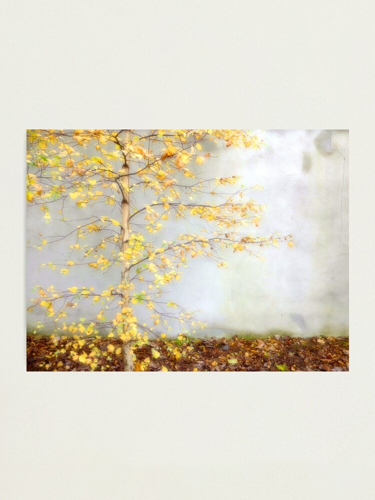 Alternate view of Yellow Leaves Photographic Print