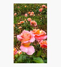 Pink Rose Field -Queen Mary's Rose Garden Photographic Print