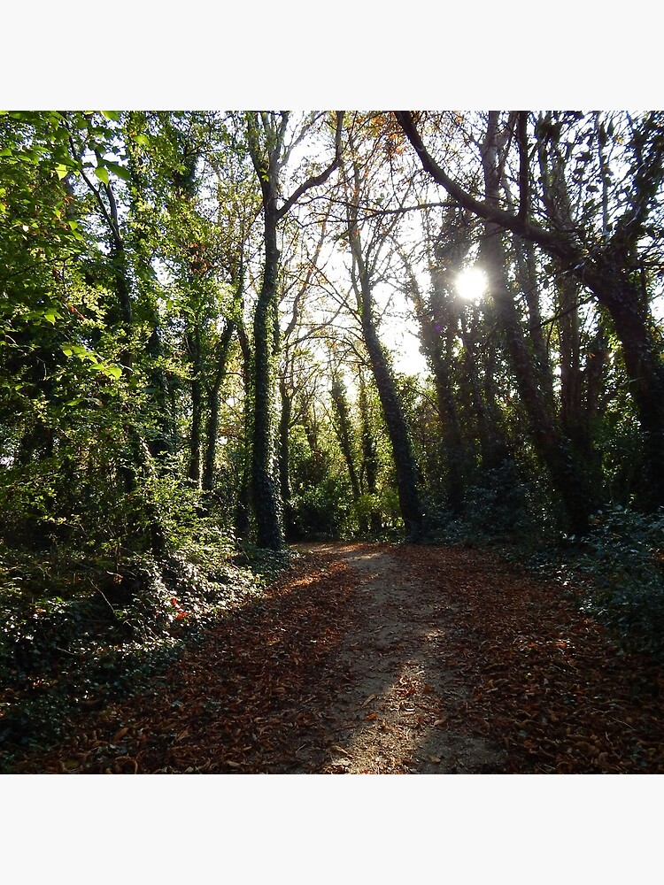 A Light in the Forest by elaine226