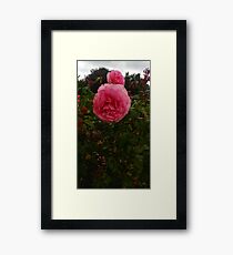 Round Pink Rose -Queen Mary's Rose Garden Framed Print